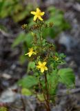 Hypericum yezoense