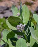 Calotropis procera. Верхушка побега с распускающимся и бутонизирующим соцветиями. Египет, мухафаза Асуан, о-в Агилика, каменистый пляж. 03.05.2023.