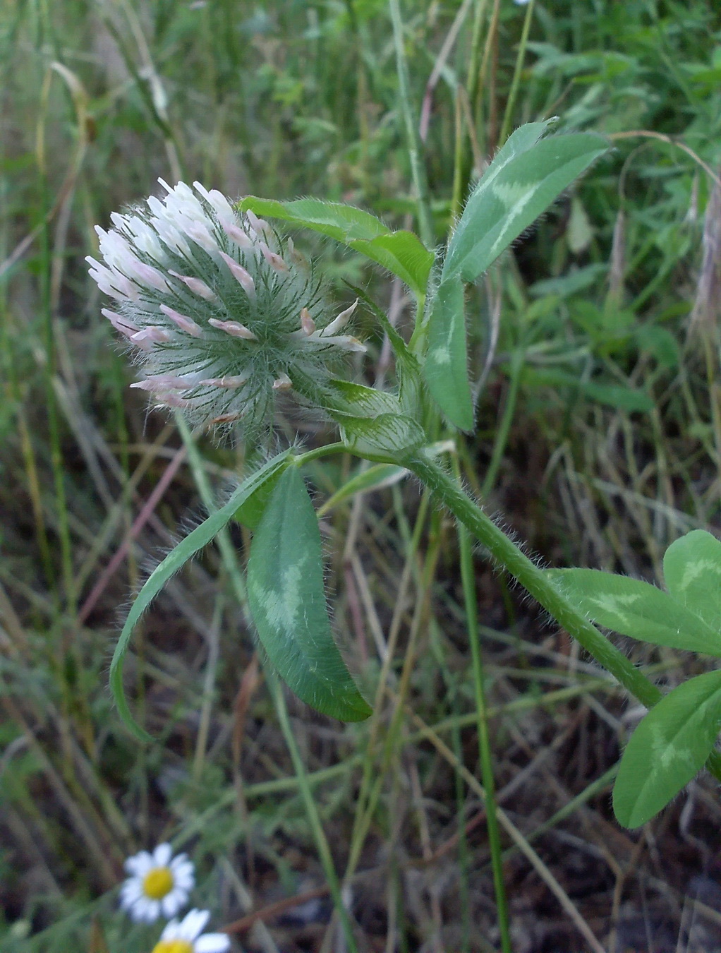 Изображение особи Trifolium diffusum.