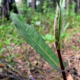 Hieracium umbellatum