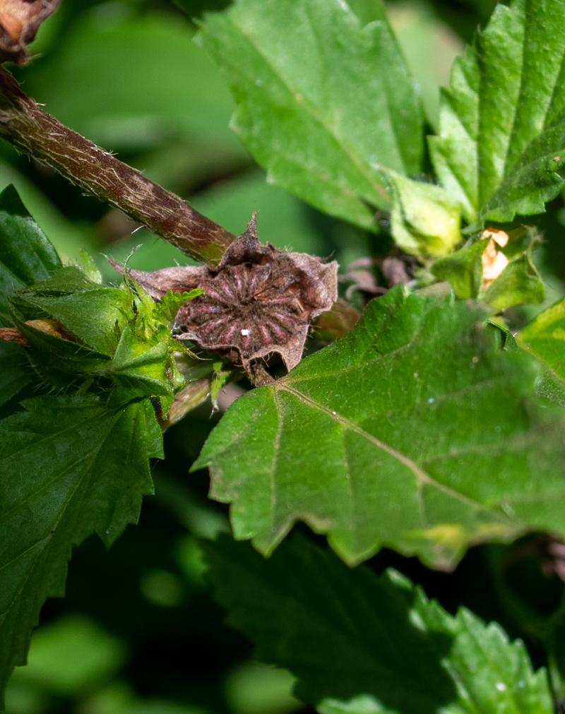 Изображение особи Malvastrum coromandelianum.