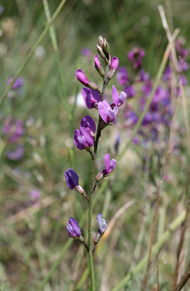 Image of Astragalus tauricus specimen.