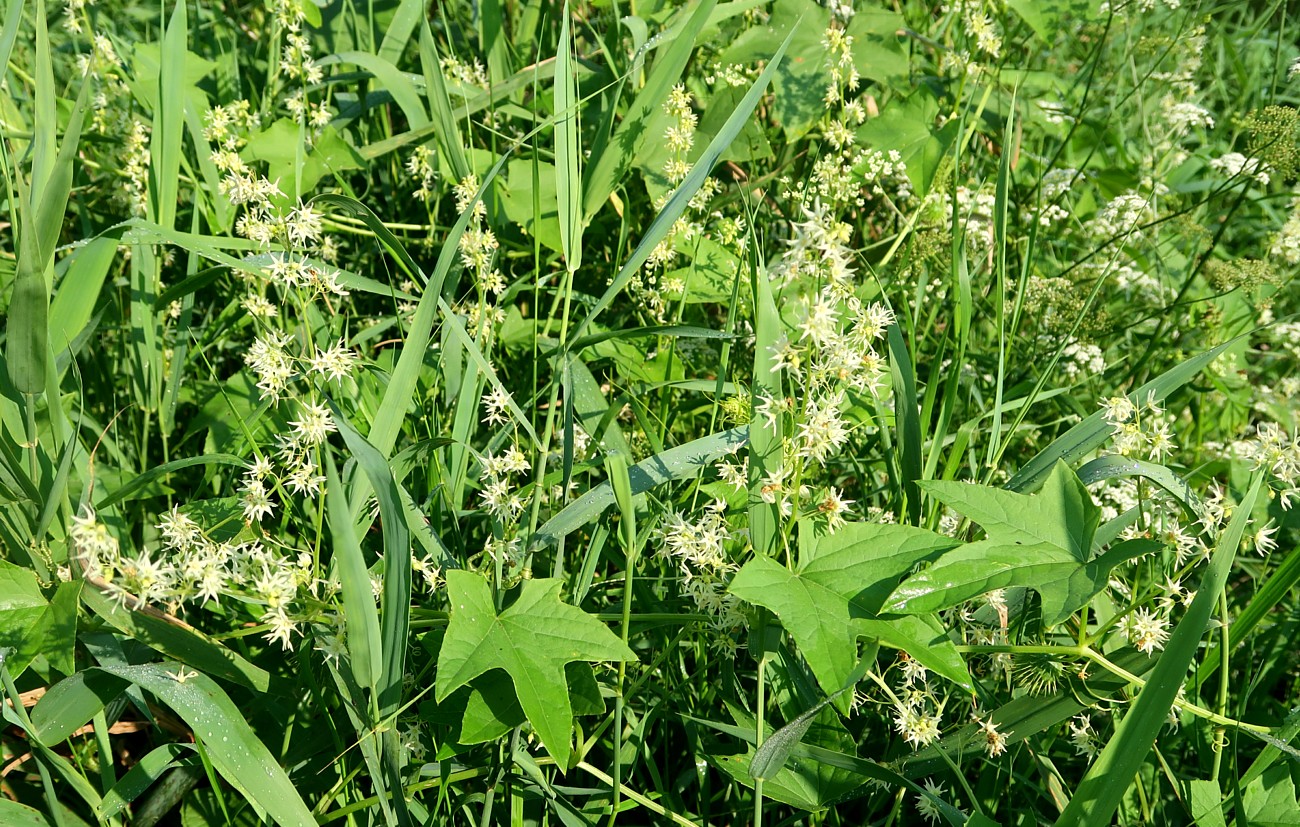 Изображение особи Echinocystis lobata.