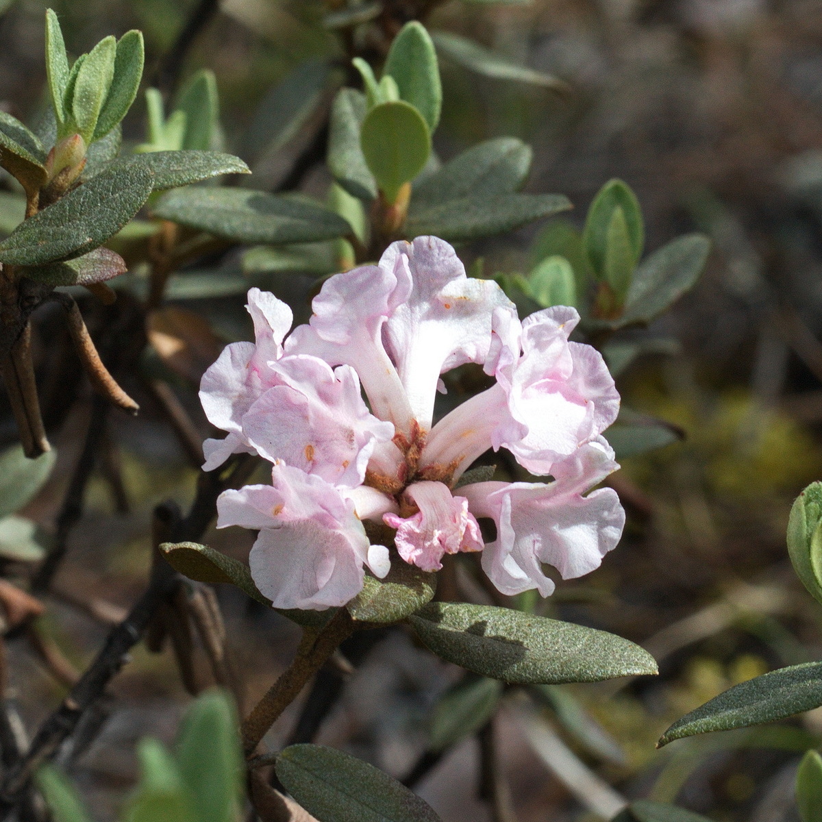 Изображение особи Rhododendron adamsii.