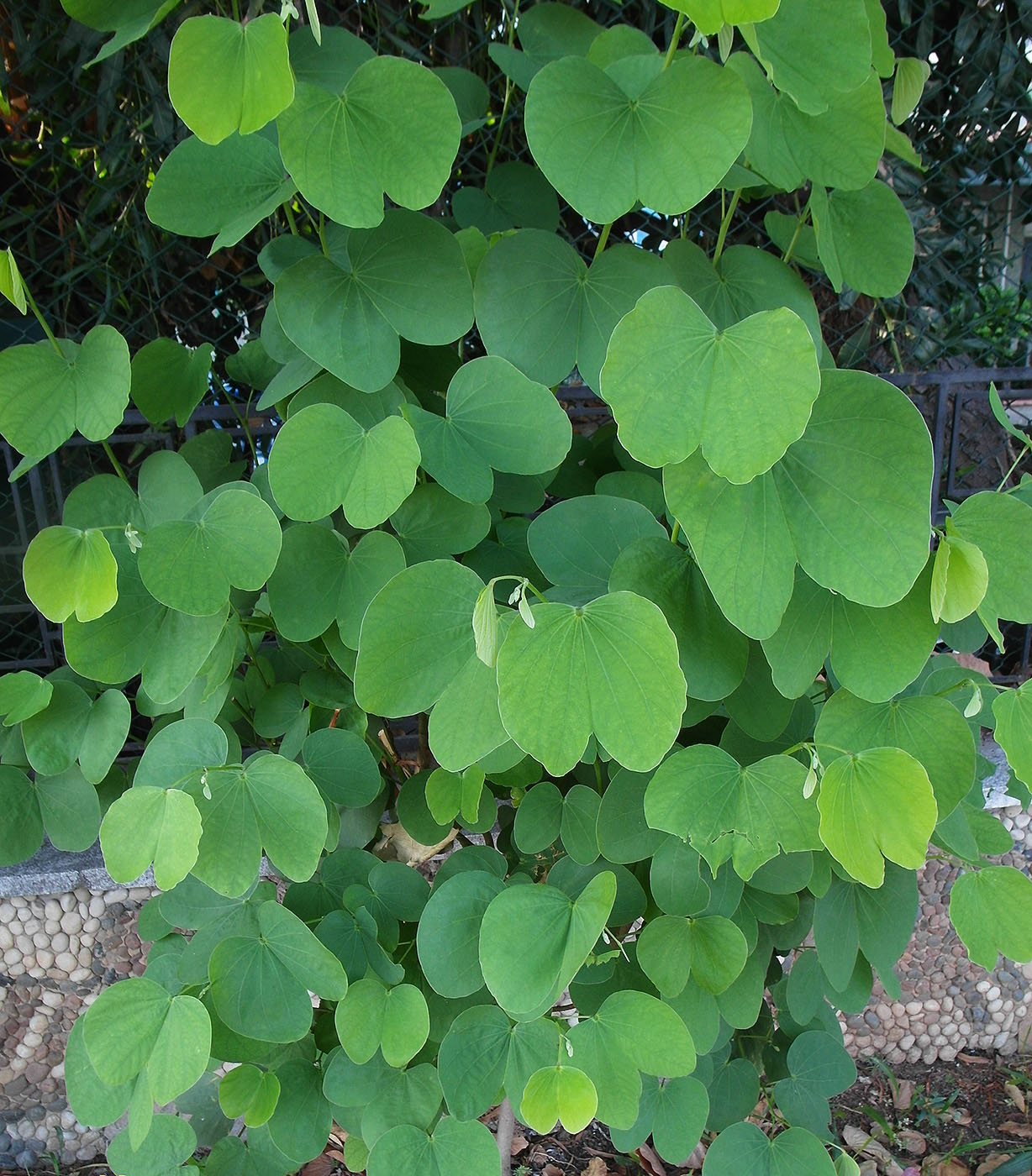 Image of genus Bauhinia specimen.