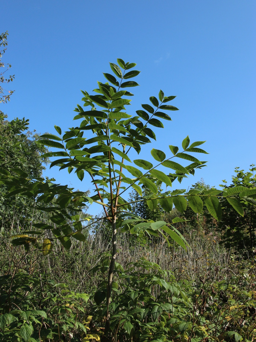 Изображение особи Juglans mandshurica.