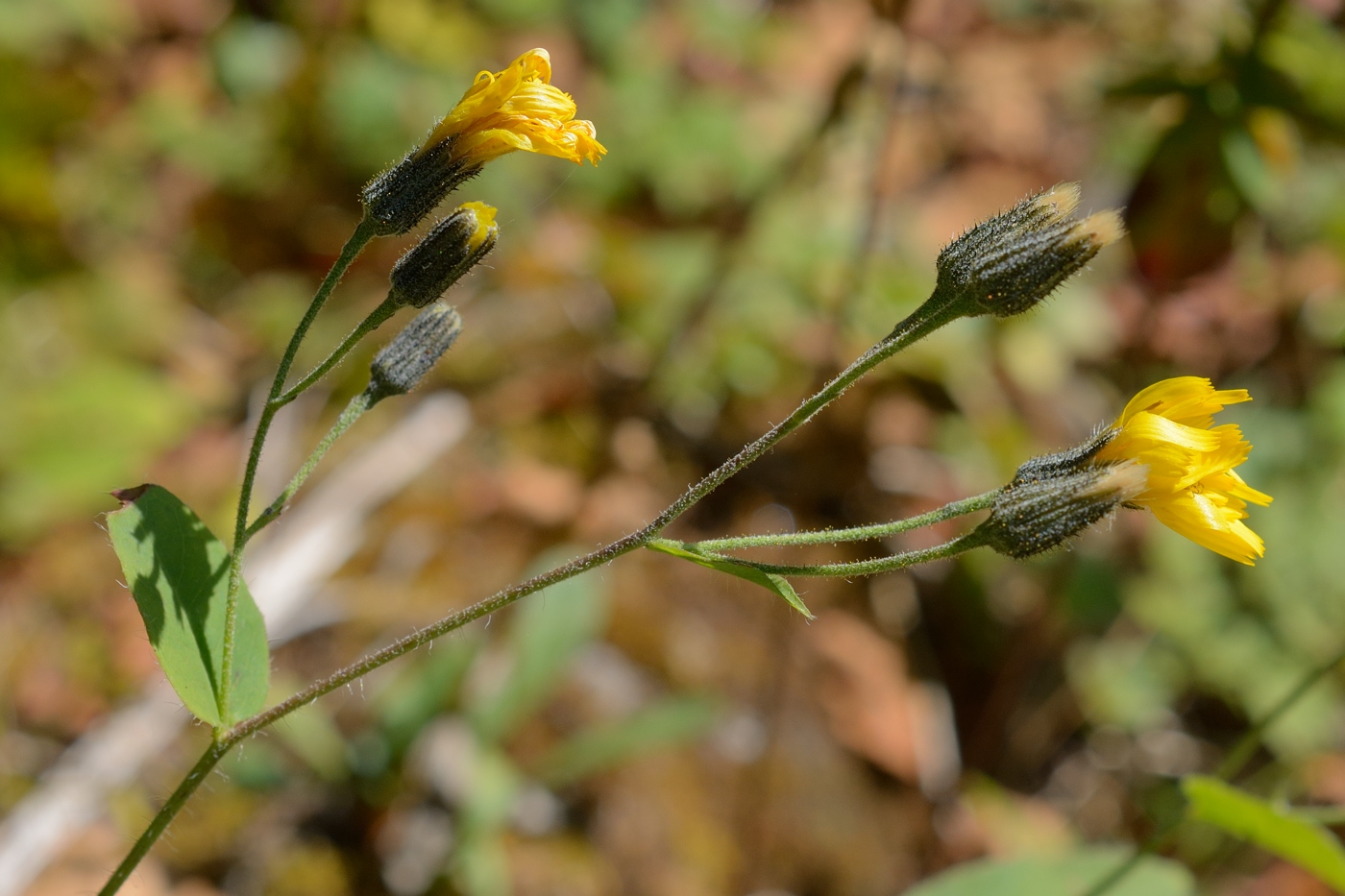 Изображение особи род Hieracium.