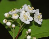 Deutzia parviflora. Соцветие с бутонами и распустившимися цветками. Приморский край, Партизанский р-н, хр. Лозовый, известняковые скалы. 02.06.2016.