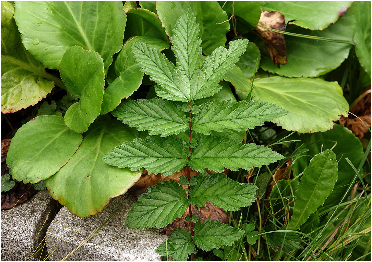 Image of Filipendula ulmaria specimen.