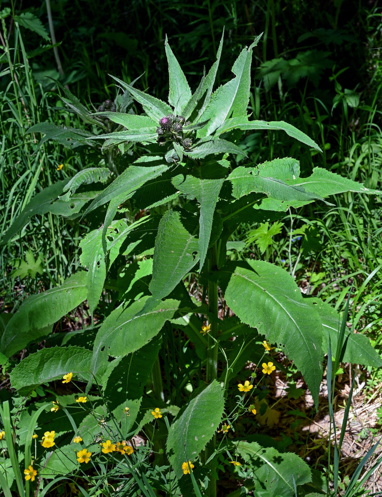 Изображение особи Cirsium helenioides.