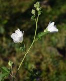 Malva thuringiaca