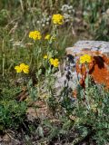 Tanacetum aureum