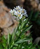 Achillea подвид macrocephala