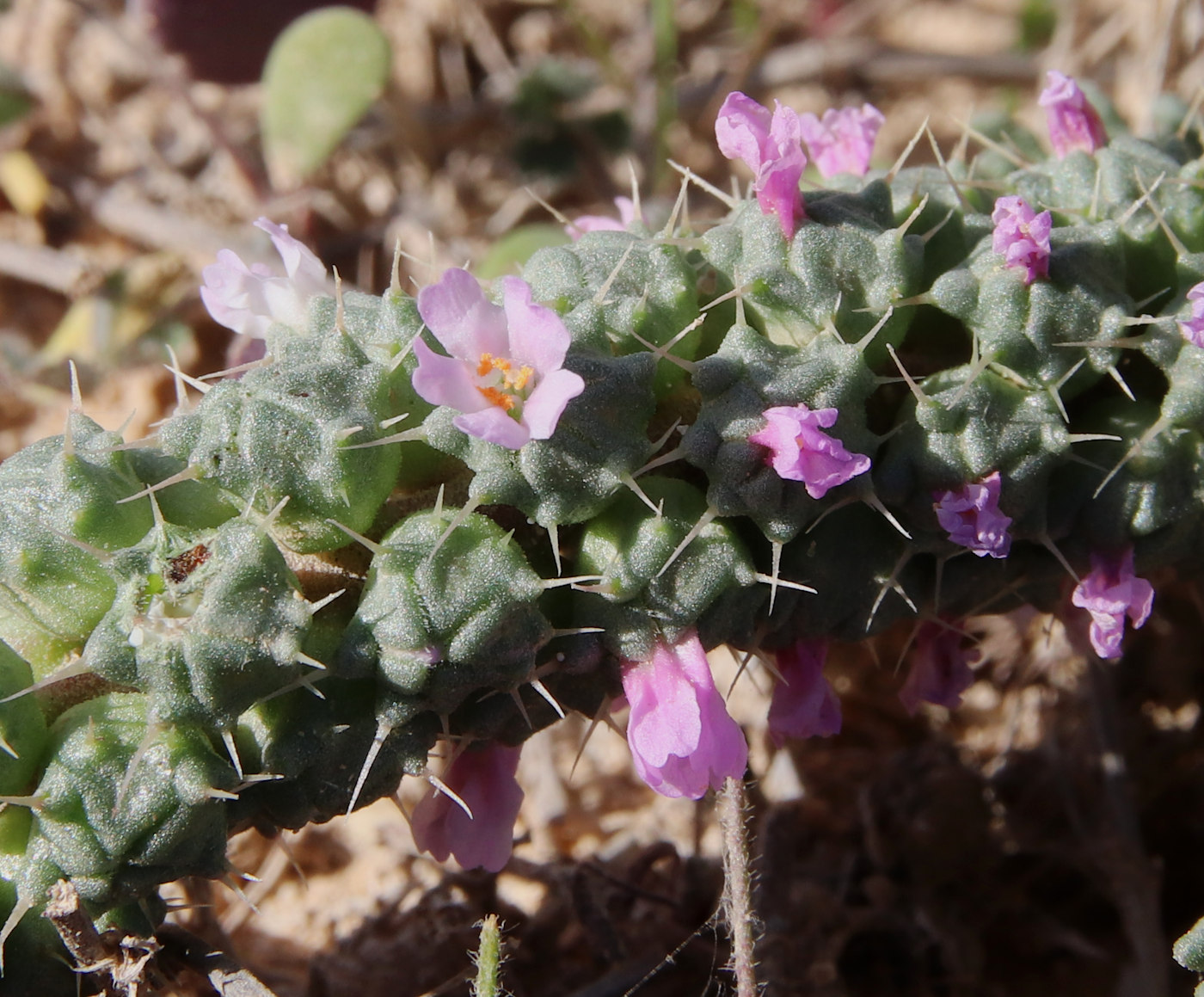 Изображение особи Coris monspeliensis ssp. strossiae.