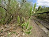 Salix gmelinii