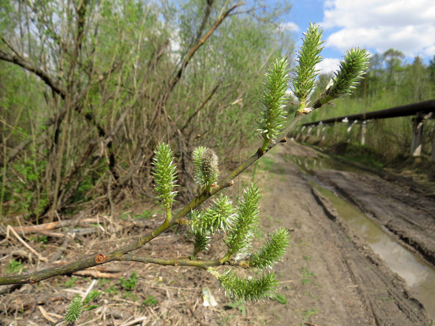 Image of Salix gmelinii specimen.