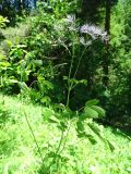 Thalictrum aquilegiifolium