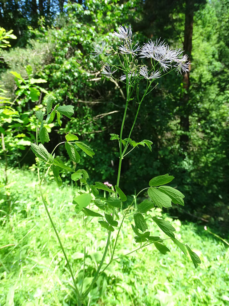 Image of Thalictrum aquilegiifolium specimen.