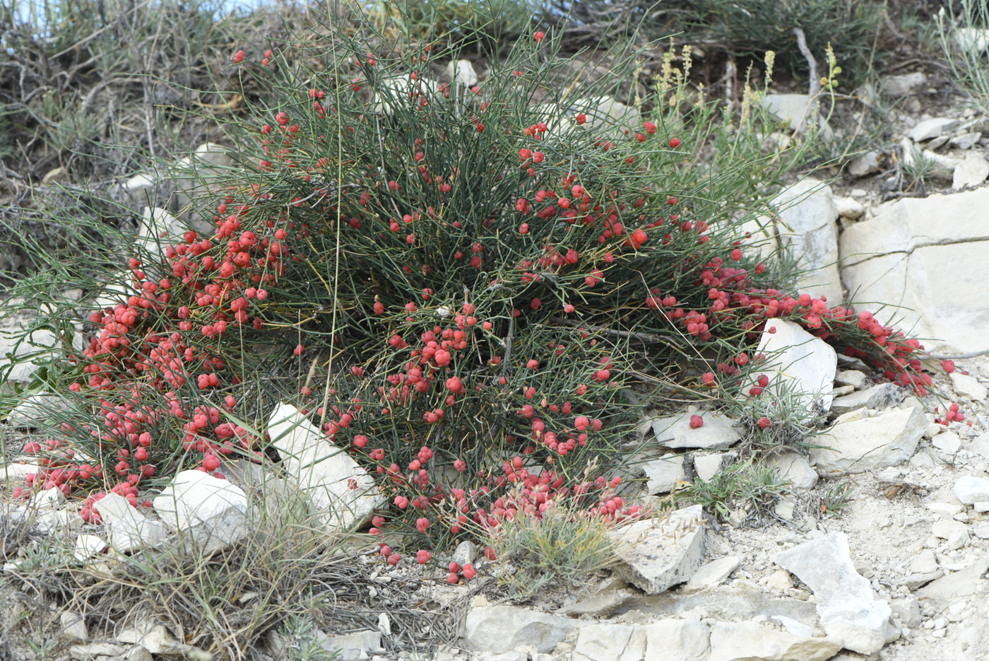 Image of Ephedra distachya specimen.