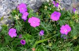 Geranium sanguineum