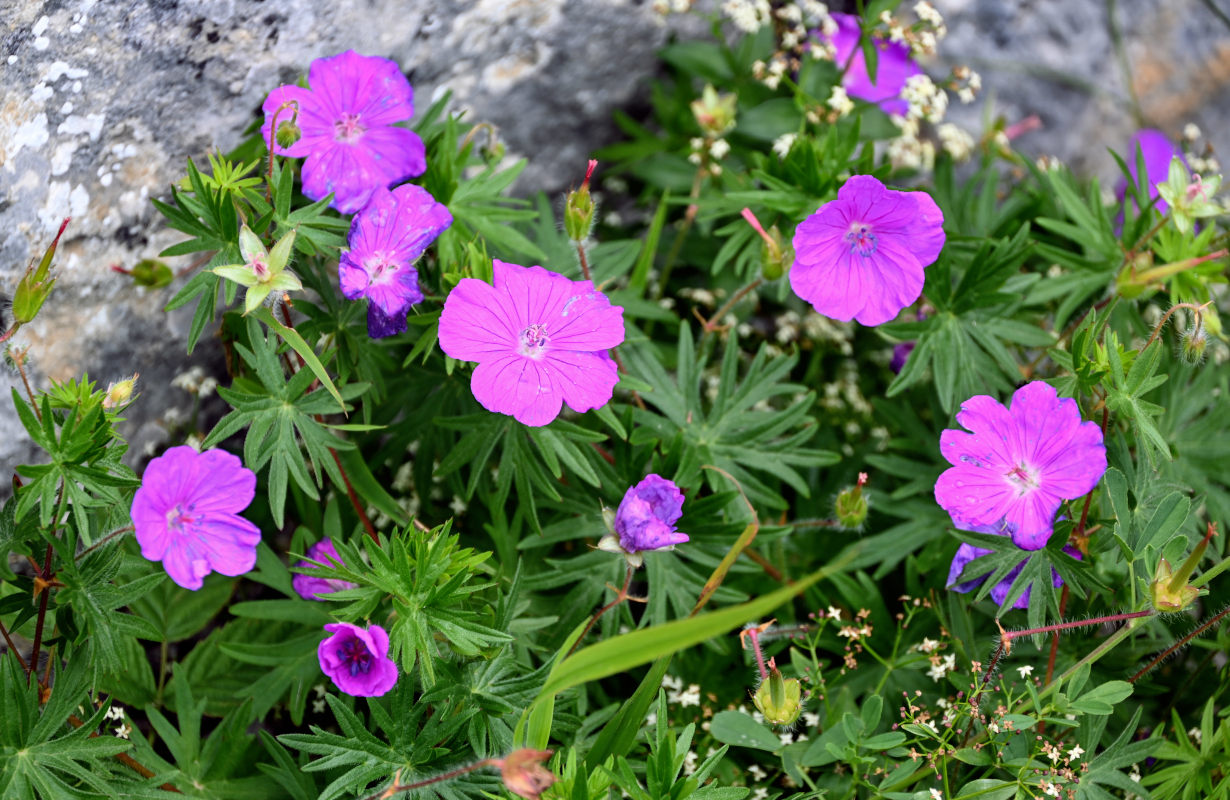 Изображение особи Geranium sanguineum.