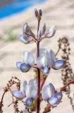 Lupinus palaestinus. Соцветие. Израиль, г. Бат-Ям, на обочине дороги. 25.03.2024.