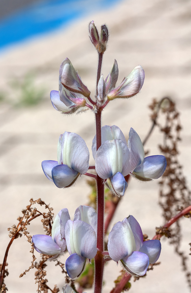 Изображение особи Lupinus palaestinus.