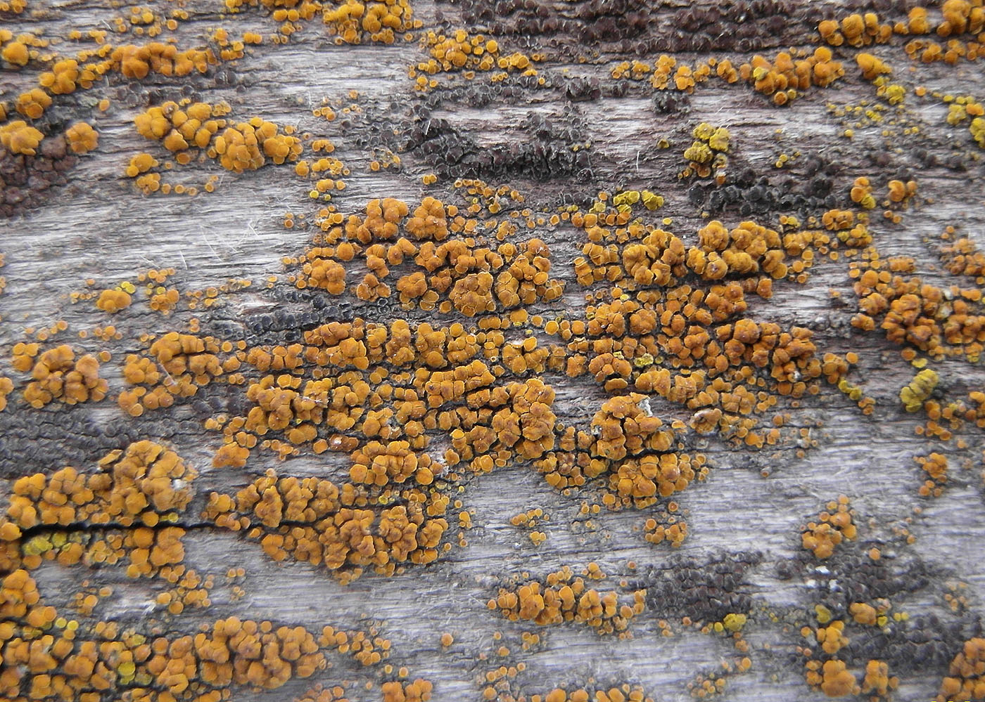 Изображение особи Calogaya ferrugineoides.