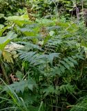 Sorbaria sorbifolia