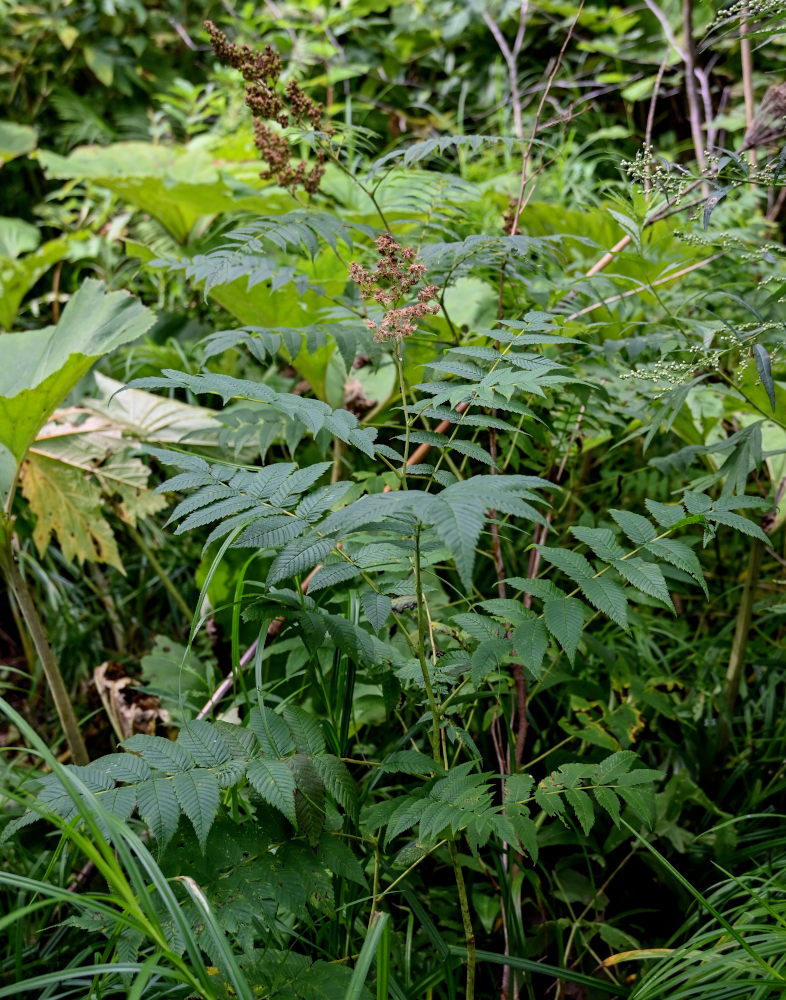 Image of Sorbaria sorbifolia specimen.