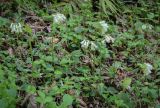 Symphytum grandiflorum