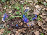 Pulmonaria angustifolia