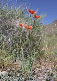 Papaver litwinowii