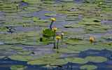 Nuphar lutea