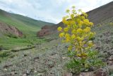 Ferula foetidissima