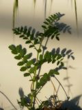 Cicer arietinum
