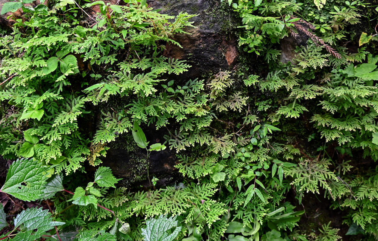 Image of Selaginella uncinata specimen.