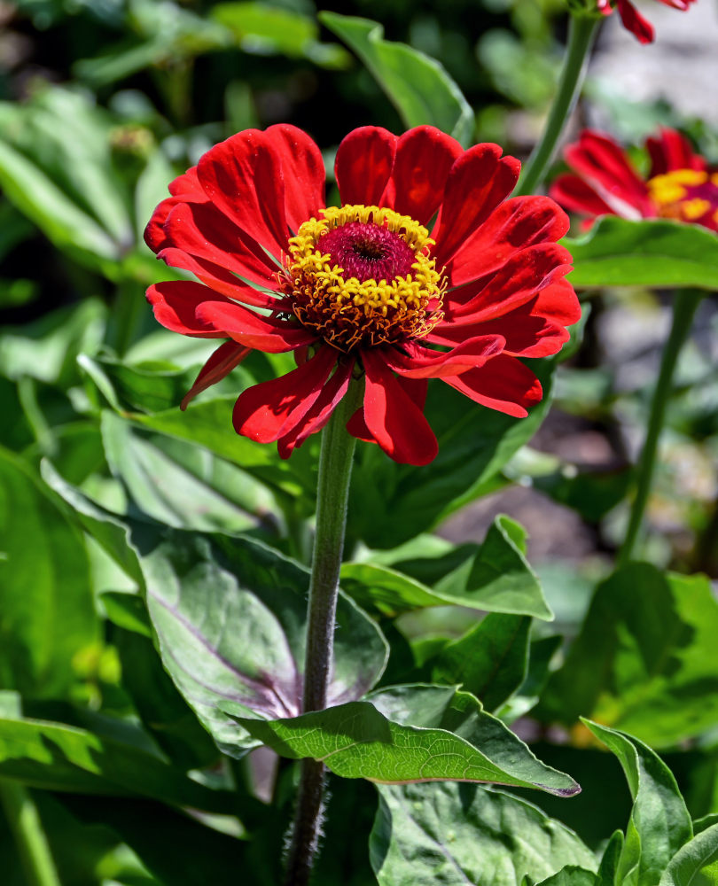 Image of Zinnia elegans specimen.