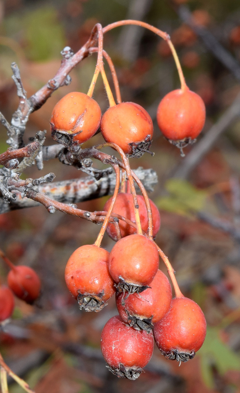 Image of genus Crataegus specimen.