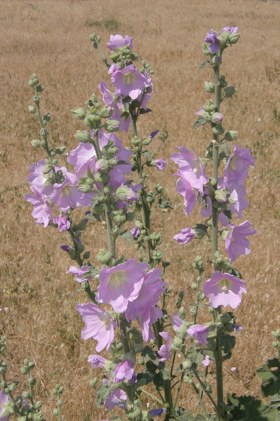 Изображение особи Alcea rosea.