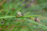 Juncus beringensis