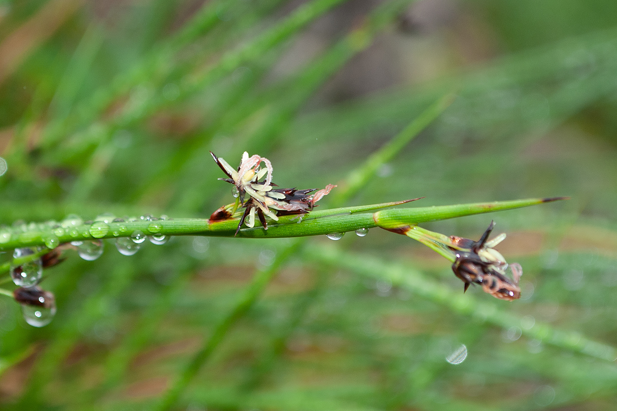 Изображение особи Juncus beringensis.