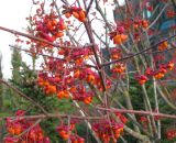 род Euonymus