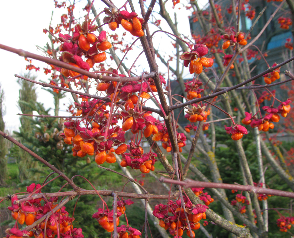 Изображение особи род Euonymus.