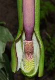 Arum korolkowii