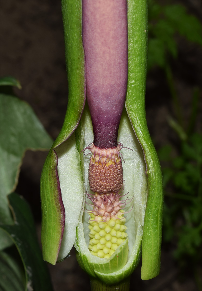Изображение особи Arum korolkowii.