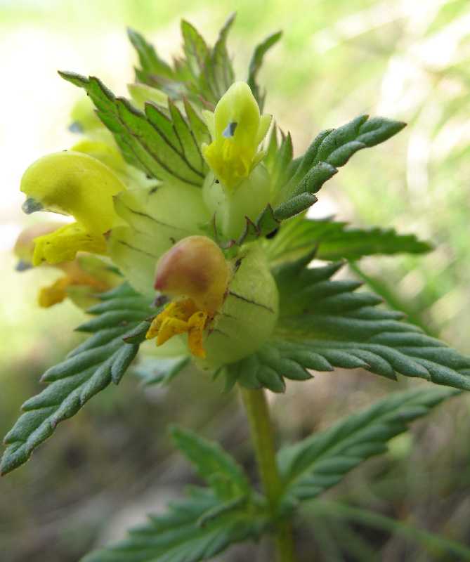 Image of Rhinanthus minor specimen.