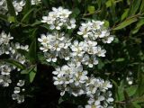 Spiraea × cinerea