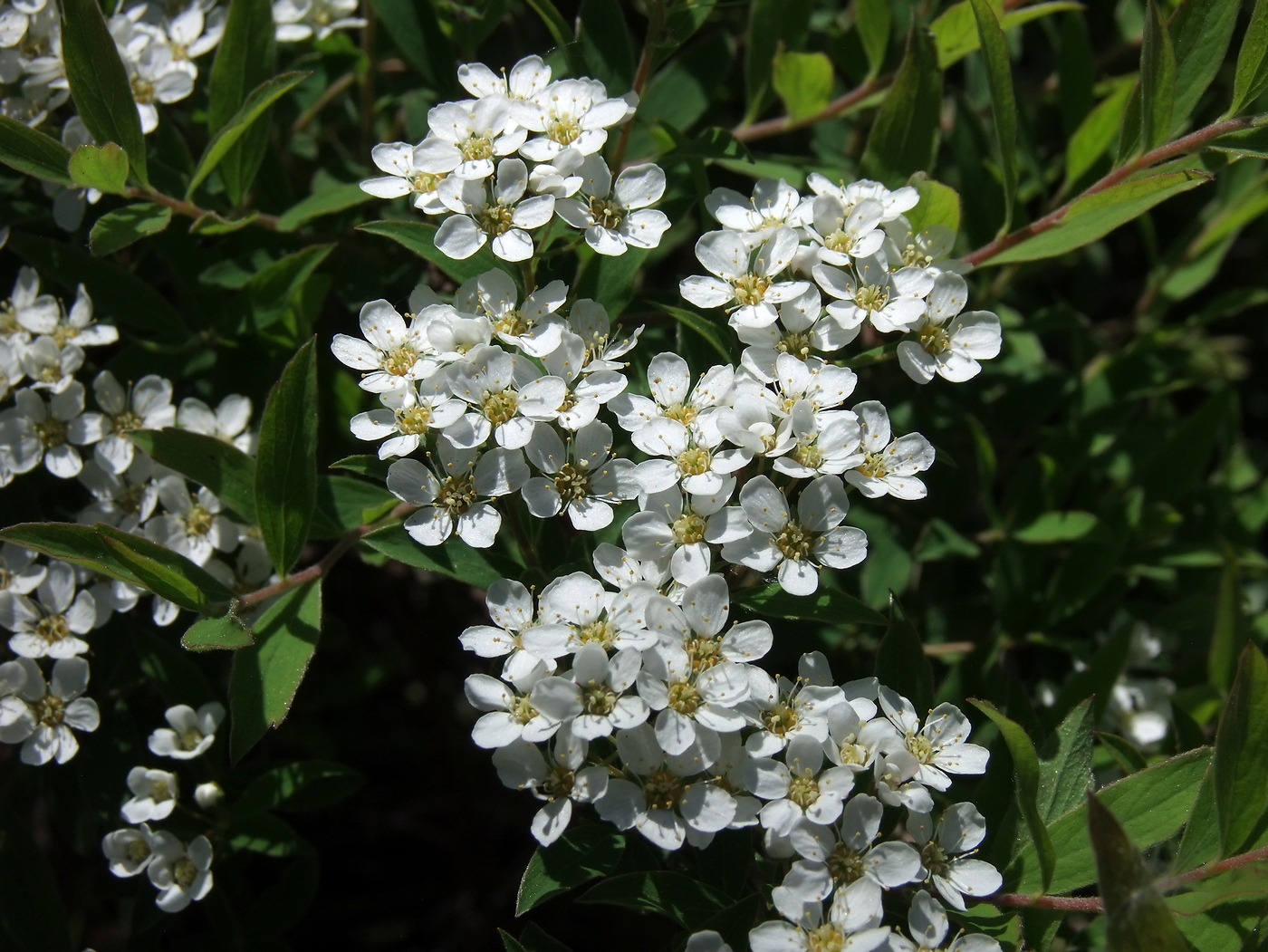 Image of Spiraea × cinerea specimen.