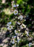 Chaenomeles × vilmoriniana. Часть ветви с цветками. Краснодарский край, Сочи, Адлерский р-н, парк \"Южные культуры\", в культуре. 09.03.2025.